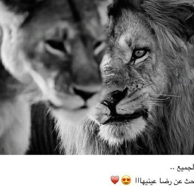 Profile Picture of Mohamed Alwan (@mohamedalwan16) on Twitter