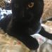 Profile Picture of Joseph Goldfarb (@joseph.goldfarb.754) on Facebook