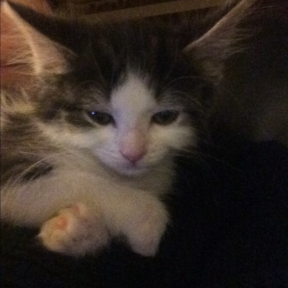 Profile Picture of Nicole Krenzel (@nikol826) on Poshmark