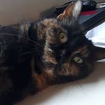 Profile Picture of Er mejo Gattopalla der blocco (@penelope139_) on Instagram