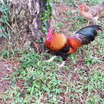 Profile Picture of Joseph Tan (@leganza2497) on Instagram