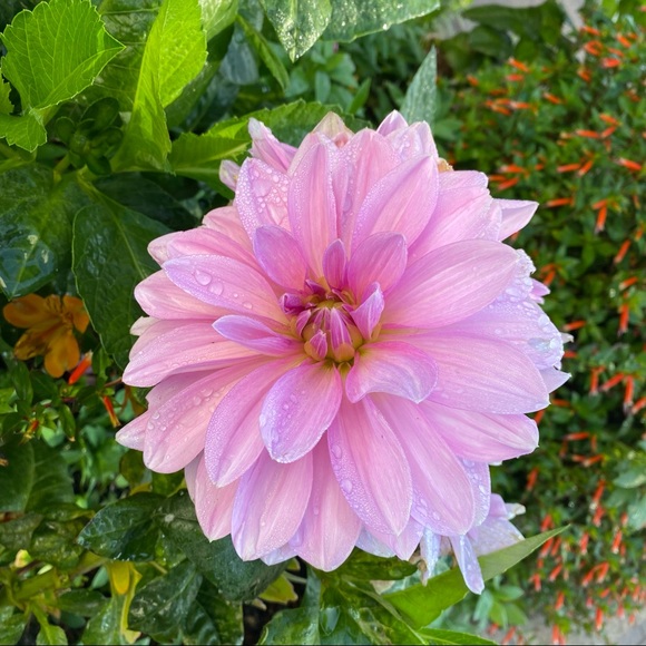 Profile Picture of Mariana Aristizabal (@myopal) on Poshmark