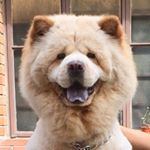 Profile Picture of Jacob Terence H. Dee (@jacobchowchow) on Instagram