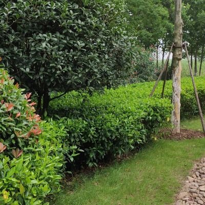 Profile Picture of Yu Zhiqiang (@IamYuZhiqiang) on Twitter