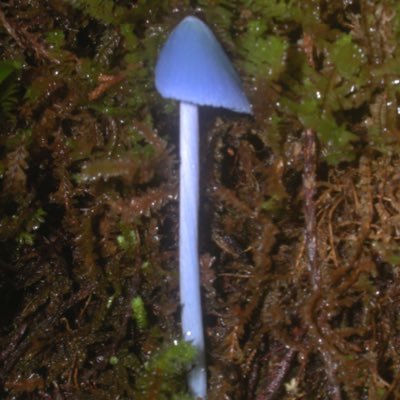 Profile Picture of David Orlovich (@davidorlovich) on Twitter