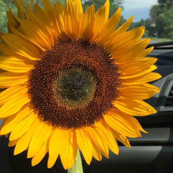 Profile Picture of Gabriella Diloreto (@gdiloreto37) on Poshmark