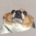 Profile Picture of bob the dog (@thebobgoodwin) on Instagram