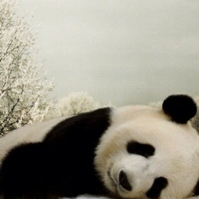 Profile Picture of Alice Robledo (@LittleLeo3) on Twitter