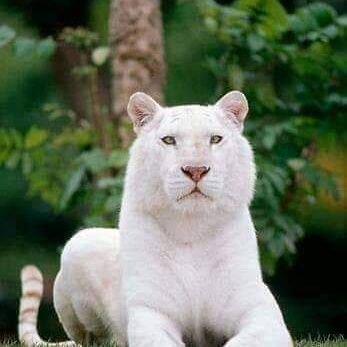 Profile Picture of José Alfonso Taborda Amezquita (@JosAlfonsoTabo2) on Twitter