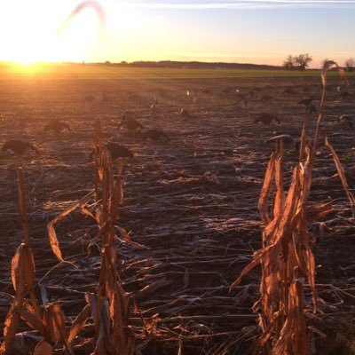 Profile Picture of David Calloway (@birdmancalloway) on Twitter