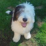 Profile Picture of Barney Thomas🐶 (@barney_thomas1) on Instagram