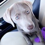 Profile Picture of Mark Maynor (@voldad21) on Instagram
