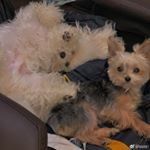 Profile Picture of Angel_Zhang (@angelzfy) on Instagram