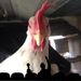 Profile Picture of Paul Priester (@drelvispriester) on Pinterest