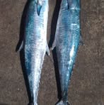 Profile Picture of Hassinar Fish Mark (@Hassinar-Fish-Mark) on Facebook