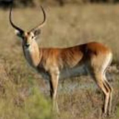 Profile Picture of Left In The Wind (@joseph_reif) on Twitter