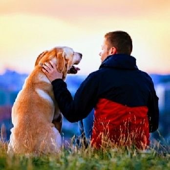 Profile Picture of Daniel James  🐶 (@DoggyMasteryDan) on Twitter