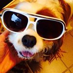 Profile Picture of Roberta Femia (@roberta.rosie) on Instagram