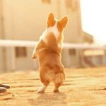 Profile Picture of Nancy Lee 🏳️‍🌈 이세연 李世娟 (@nancycorgi) on Instagram