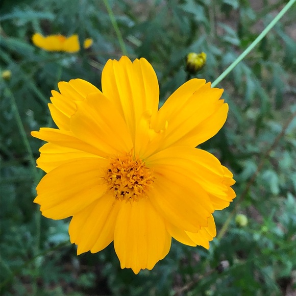 Profile Picture of Nancy Shanes (@nanlsha) on Poshmark