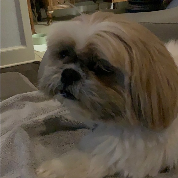 Nancy Procter - Poshmark Profile Picture of Nancy Procter (@huniu3) on Poshmark