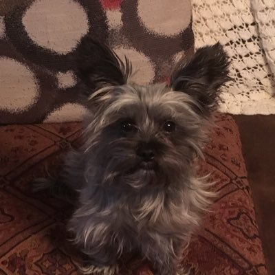 Profile Picture of Chris Flicker (@Chris19651892) on Twitter