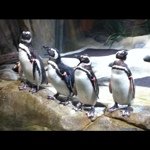 Profile Picture of Chris Bollman (@papago) on Instagram