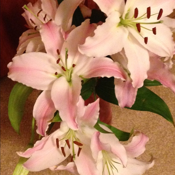 Profile Picture of Alyson Vantiem (@aly2386) on Poshmark