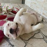 Profile Picture of Peter Campos Gregorio (@petercampos.bully) on Instagram