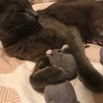 Profile Picture of Suzanne Kristensen-Kolb (@kristensenkolb) on Instagram