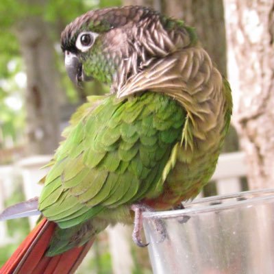 Profile Picture of Peter (@palladino_peter) on Twitter