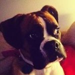 Profile Picture of James Storti (@jstorti) on Instagram