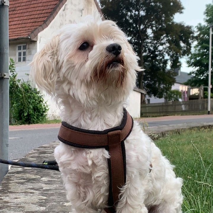 Profile Picture of Tine Bode (@tinebode) on Tiktok