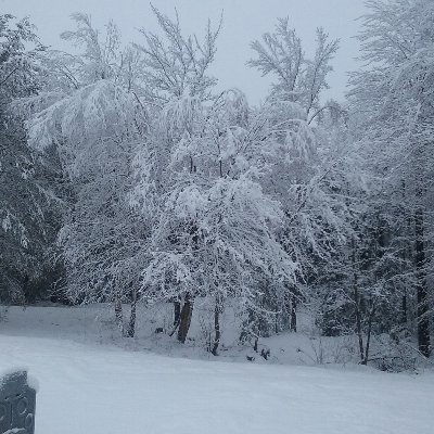 Profile Picture of Wicked Sasquatch (@BernardFrith) on Twitter