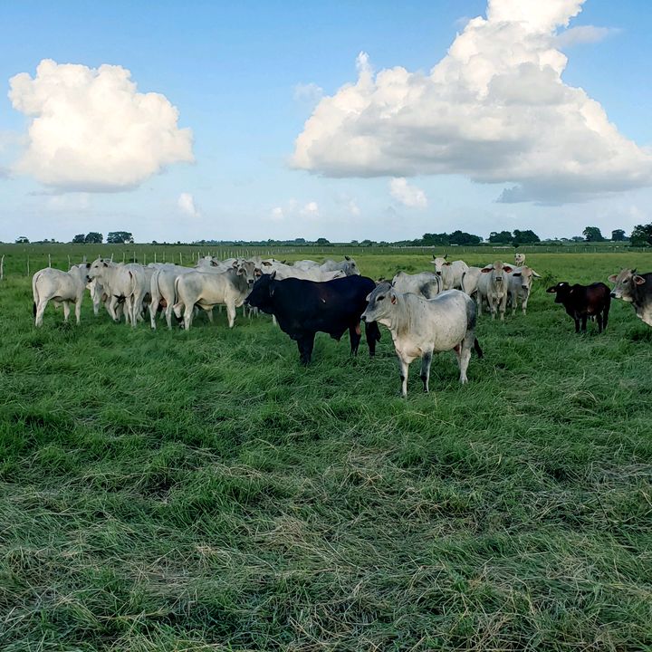 Profile Picture of franz butcher (@franzbutcher) on Tiktok