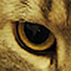 Profile Picture of Mike Shin (@Mike Shin) on Flickr