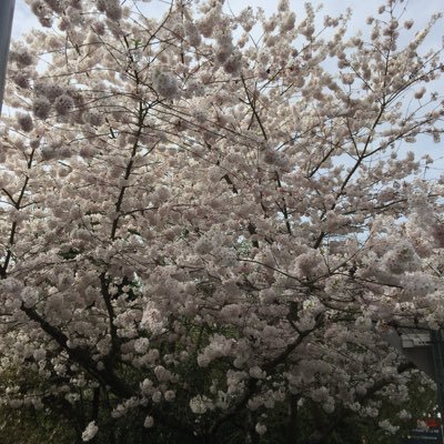 Profile Picture of Andrew Chae (@andrewchae1) on Twitter