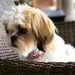 Profile Picture of Simona Mabel (@simonamabel) on Pinterest