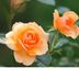 Profile Picture of Syeda Ahmad (@syeda.ahmad.5220) on Facebook