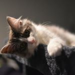 Profile Picture of Beeko Latte (@beekolatte) on Instagram