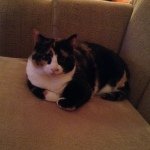 Profile Picture of Raquel (@raquel_haywardmelo) on Instagram