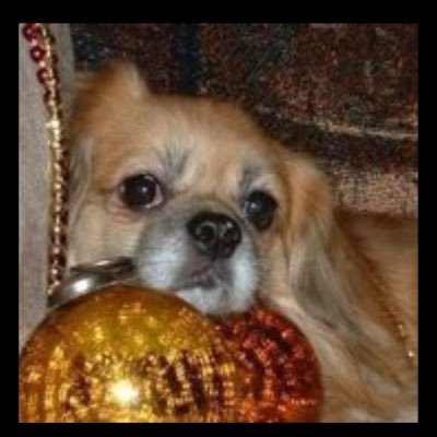 Profile Picture of Cindy Sabo (@JavaDog23) on Twitter