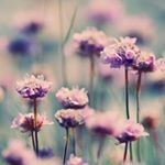 Profile Picture of Sabera Chowdhury (@sabera.chowdhury.37) on Instagram