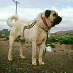 Profile Picture of helete kangal (@heletekangal4646) on Instagram