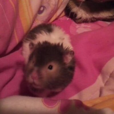 Profile Picture of Lhaase (@lori_haase) on Twitter