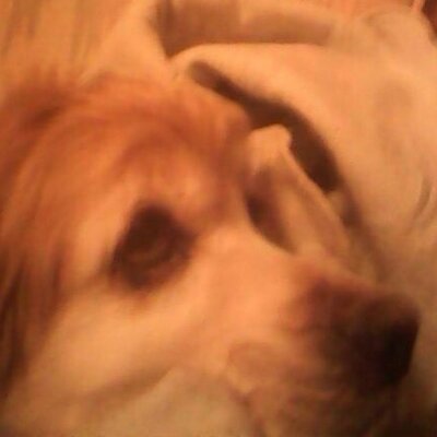 Profile Picture of Buddy Apple (@buddyapple13) on Twitter