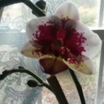 Profile Picture of robin dutton (@marlinsmomburgundy4) on Instagram