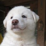 Profile Picture of Yong Woo Hur (@pungsanfarm) on Instagram