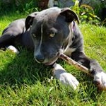 Profile Picture of Doug the blue staffy cross (@staffy_doug) on Instagram