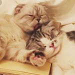 Profile Picture of Meredith and Olivia Swift (@merbearanddibbles) on Instagram